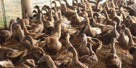 Itik PINAS: The native duck behind the Philippines’ favorite balut.